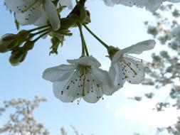 absolutely beautiful Cherry Blossom Tree