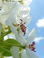 extraordinarily beautiful Pear Blossoms