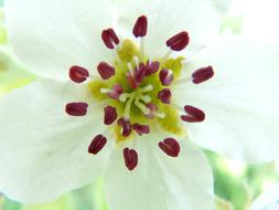 extraordinarily beautiful Pear Blossom