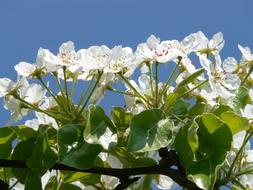 absolutely beautiful Pear Blossom