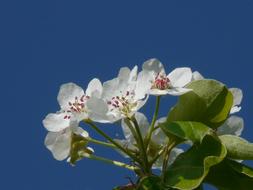 absolutely beautiful Pear flowers