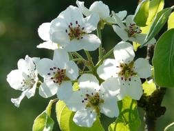 impressively beautiful Pear Blossom