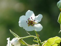 Beautiful , blossoming white pear flower