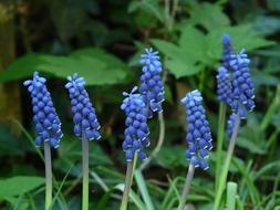 extraordinarily beautiful blue Muscari Flower