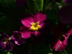 incredibly beautiful Primrose Flower