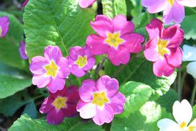 magnificent Primrose Flower