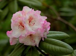 fabulous Rhododendron Double Flower