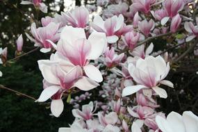 macro photo of flowering magnolia