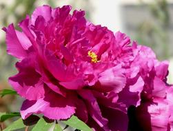 Peony Full Bloom