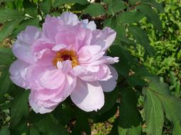 ravishing Shrubby Peony