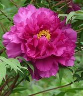 large purple peony in the garden