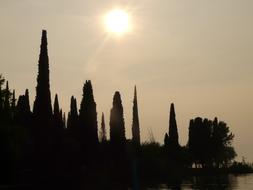 fabulous Cypress Backlighting Sun