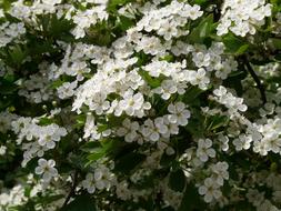 white Pear Blossom