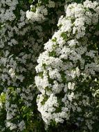 extraordinarily beautiful white Pear Blossom