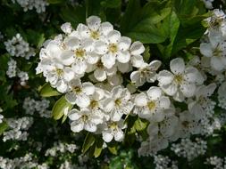 Pear Blossom close up