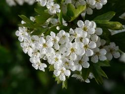 ravishing Pear flowers
