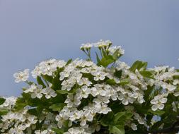 ravishing white Pear Blossom