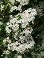 wonderful Pear Blossom