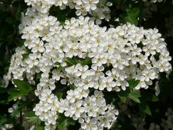 incredibly beautiful white Pear Blossom