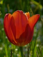 Tulip Red Spring flower