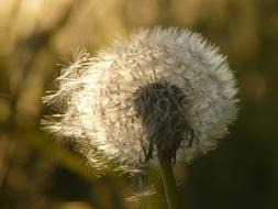 ravishing Dandelion Seeds Flower