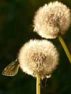 absolutely beautiful Dandelion Seeds Flower