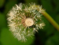 ravishing Dandelion Seeds