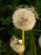 unusually beautiful Dandelion Seeds