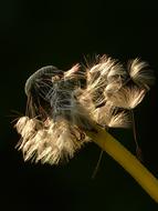 Dandelion Seeds Flower on black close-up