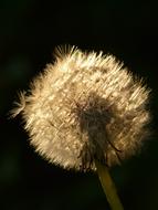 magnificent Dandelion Seeds Flower