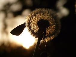 magnificent Dandelion Seeds sun