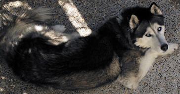 Siberian Husky Resting dog