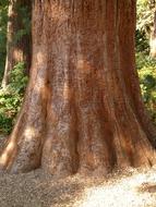 perfect Sequoia Tribe Bark