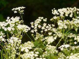 extraordinarily beautiful Cow Parsley Chervil