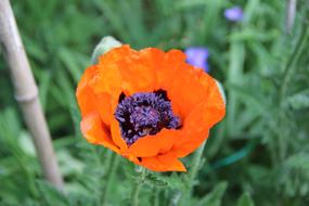 orange poppy in a meadow on a blurred background