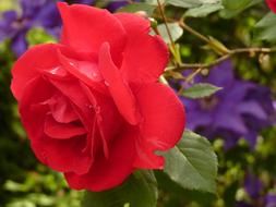 gardeb red Rose Blossom