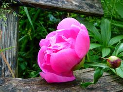 goodly Peony Blossom