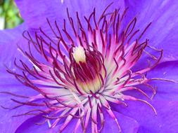 goodly Clematis Blossom