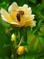 impressively beautiful Rose and insect