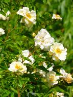 White Rose, Blooming shrub