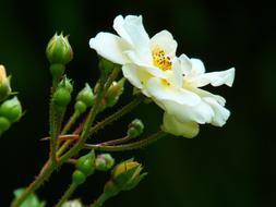 extraordinarily beautiful Wild Rose Bloom