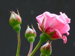ravishing Rose Bloom