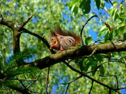 squirrel rodent on a tree branch