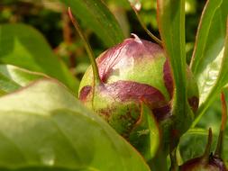 peony bud among the leaves close up