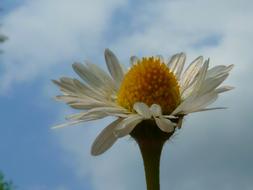 ravishing Daisy Flower