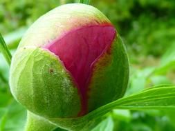 Peony Bud pink and green