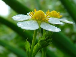 ravishing Strawberry Blossom