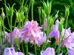 wonderful Columbine Flower