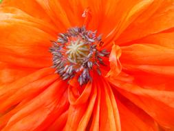 incredibly beautiful Poppy Blossom
