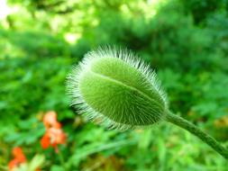 Poppy Bud Green fluffy